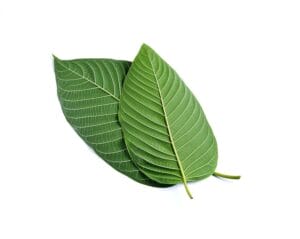 Is Kratom Addicting