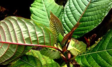 de9d6d 5fda7b2f24254cd3a4819de9674b761d mv2 2