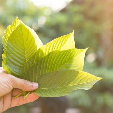 kratom alkaloids