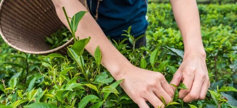 Is Kratom Ethically Sourced?