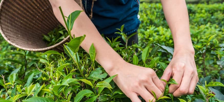 Kratom Source origin