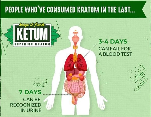 Does Kratom Show Up In Test 7 Proven Insights: Does Kratom Show Up On Drug Tests?