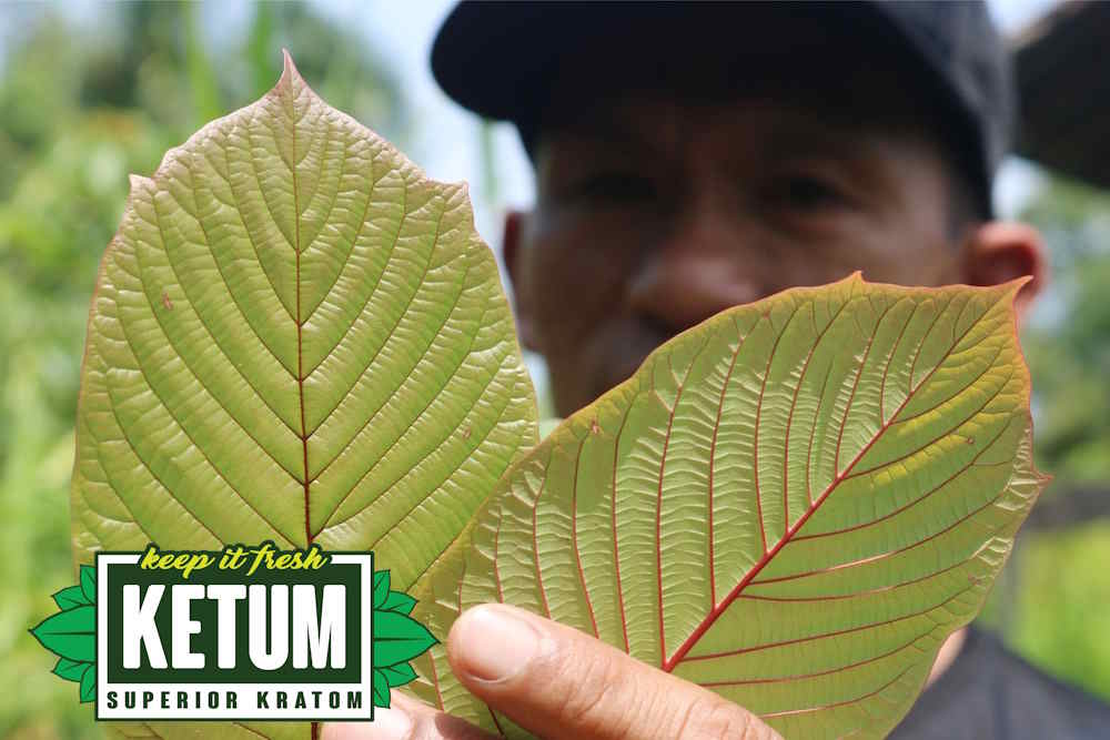 5 Key Indonesian Kratom Regulations US Users Should Know